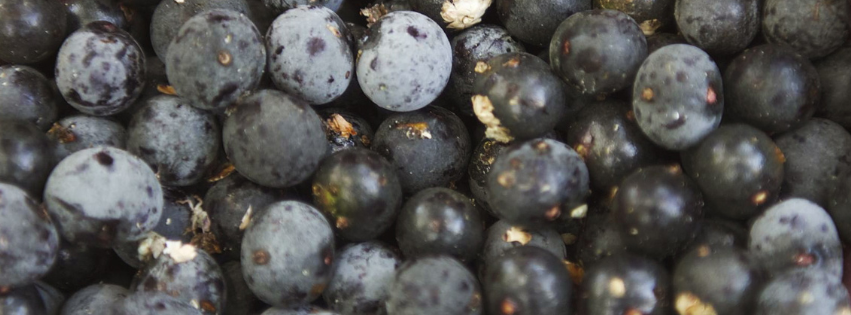 Açaí Oasis Rwanda photo 3